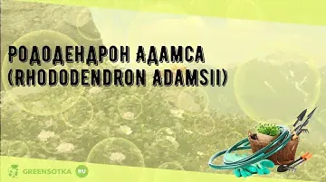 Рододендрон Адамса (Rhododendron Adamsii)