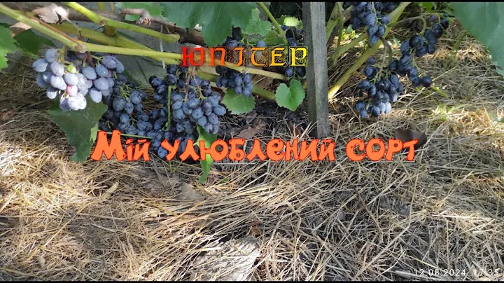 Юпітер.Мій улюблений сорт винограду