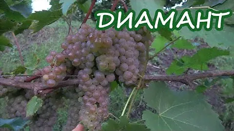 Сорт винограда ДИАМАНТ / С ярким  ароматом муската и розы