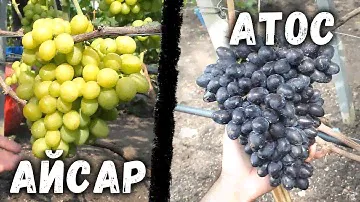 Виноград - Атос | Айсар.