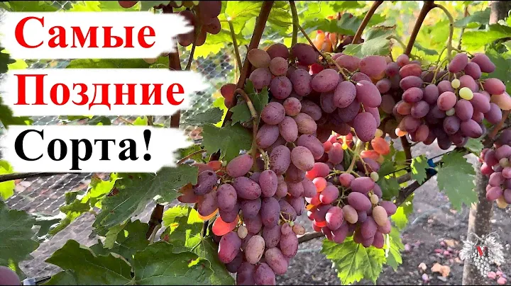 САМЫЕ ПОЗДНИЕ Сорта Винограда!