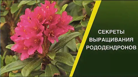КАК ВЫРАСТИТЬ РОДОДЕНДРОНЫ!