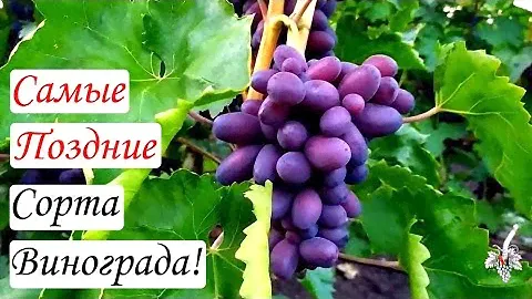 Самые поздние Сорта винограда
